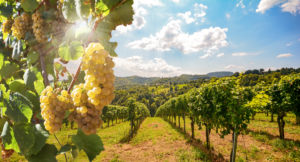 Winery Vineyards